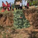 खान अयोग्य देखिएपछि  ८ सय ७० किलो काउली नष्ट