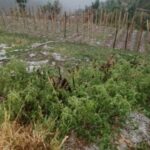 सल्यानमा असिनाले एक हजार रोपनी जग्गामा लगाएको तरकारीमा क्षती पुर्यायो