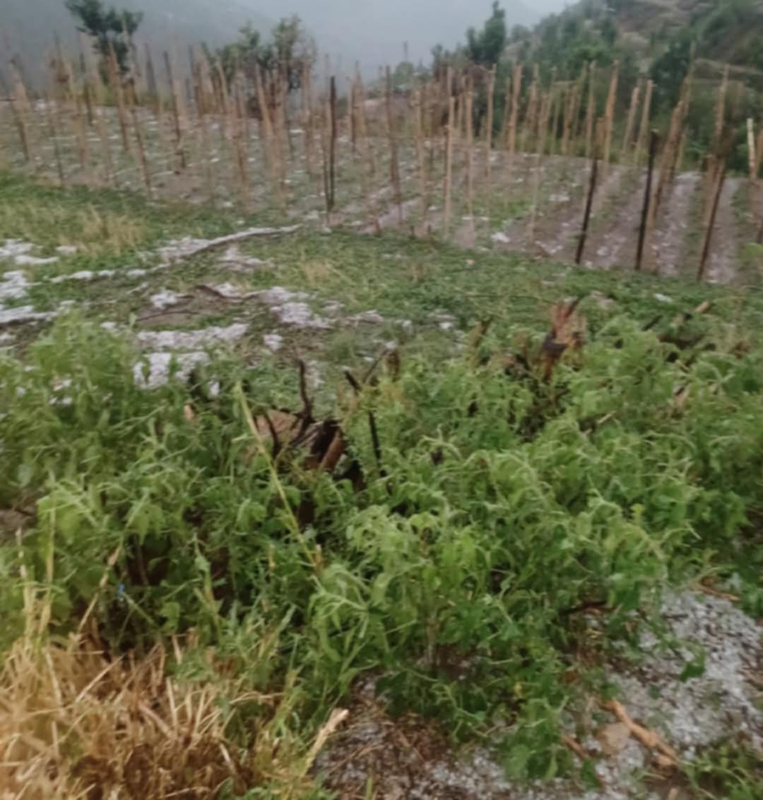 सल्यानमा असिनाले एक हजार रोपनी जग्गामा लगाएको तरकारीमा क्षती पुर्यायो