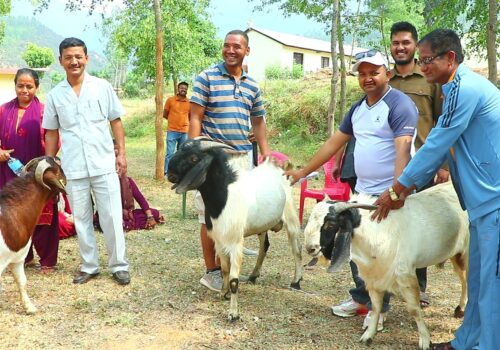 आर्थिक अवस्था सुधार गर्न सल्यानमा विपन्न बर्गलाइ बाख्रा वतरण