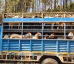 सल्यानका दुई पालिकाबाट ५ करोडभन्दा बढीको खसी–बोका निकासी